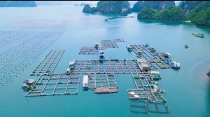 Bảo vệ môi trường biển là bảo vệ tương lai bền vững